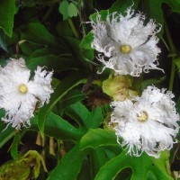 Trichosanthes bracteata (Lam.) Voigt